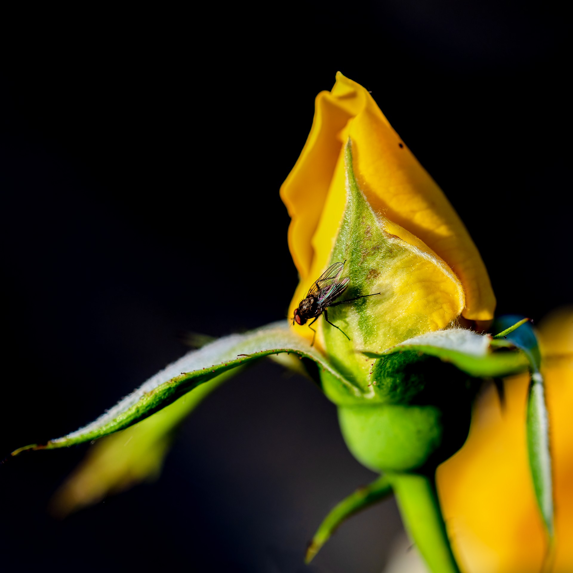 La mouche PRINT DSC 1068 1920